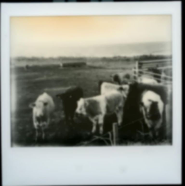 Cows in Scotland