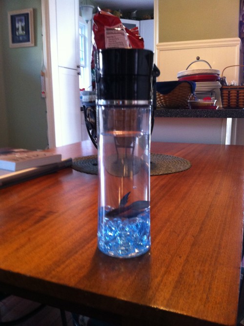 FishInACup