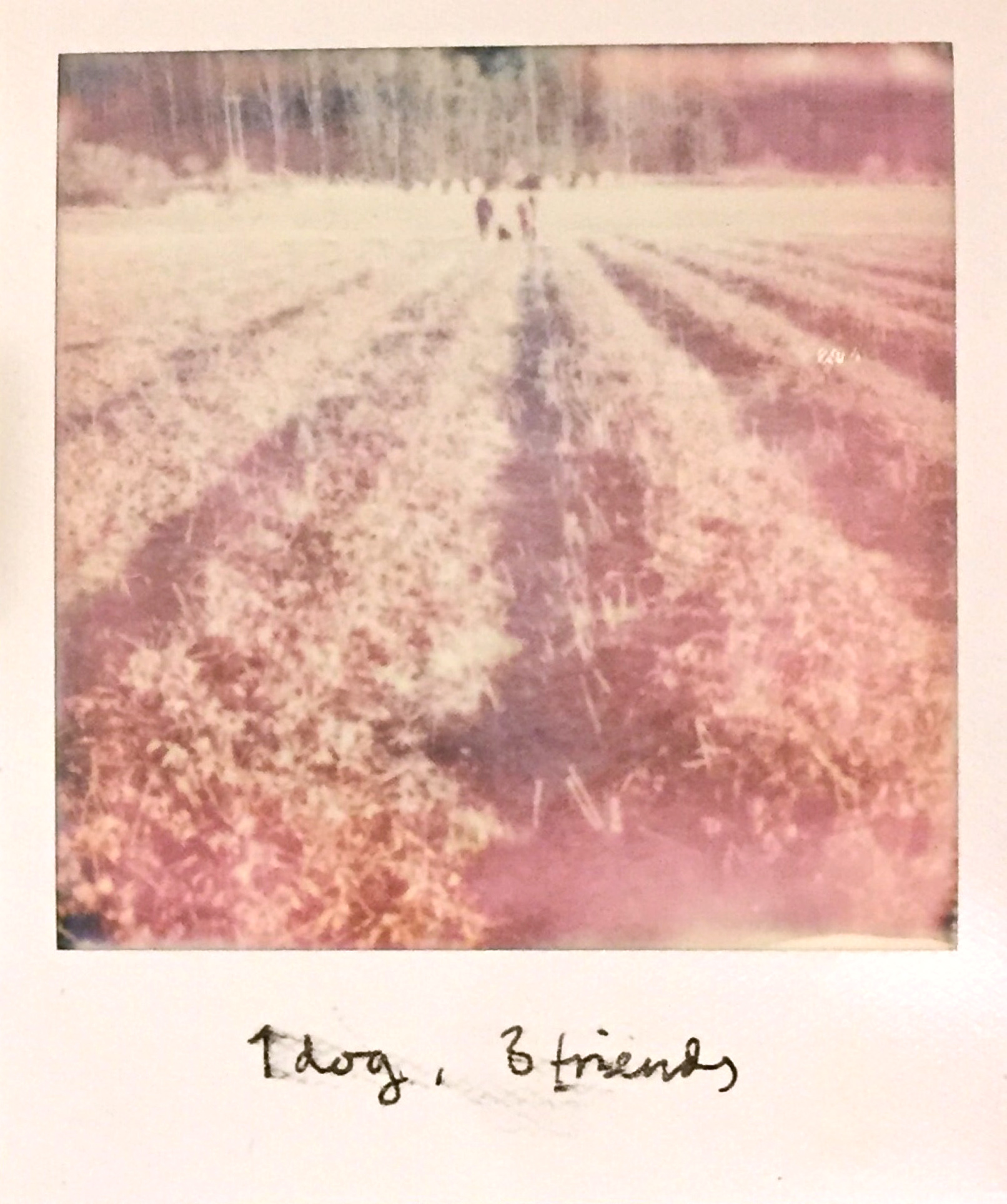 Polaroids with Intertwine in Norway